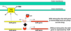Due to efflux from specific transporter called TetA

This transporter is under negative regulation of repressor called TetR

When TetR binds tetraclycline, it falls off DNA and allows transcription of TetA antiporter

The TetRA genes are usually ...