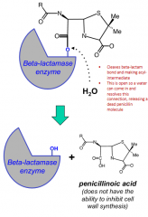 It cleaves beta-lactam rings in penicillins and cephalosporins
Use serine to attack beta-lactam ring and allows water to enter that can hydrolyzed penicillin from the active site, deactivating it
