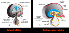 cephalocaudal (longitudinal) and lateral (transverse) folding moves the yolk sac from caudal to more cephalad and central in the embryo, eventually segmenting into the primitive gut