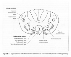 -een lateraal en een
-ventromediaal of mediaal systeem
 
(Figuur 8.3.).
