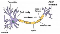 the "tail" of a neuron that is responsible for transmitting electrical signals away from the cell body