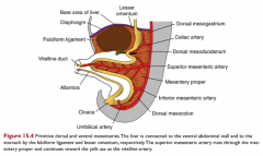 -dorsal mesogastrium/greater omentum (stomach region)
-dorsal mesoduodenum
-mesentary proper (region of jejunum & ileum)
-dorsal mesocolon (colon region)