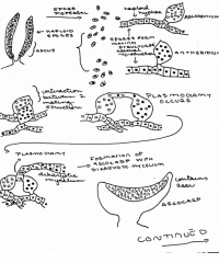 Ascomycete produce ascus "cup" or sac fungus (Have a sexusal sex)
plasmogamy transforming a formation of dikaryotic mycelium