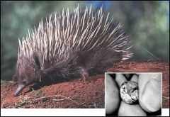 Echidnas have an abdominal pouch for the young.