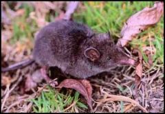 Shrew opossums and Monito del Monte are the only surviving marsupials in North America. 