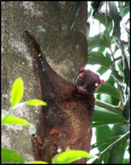 flying lemurs or colugos; 2 species