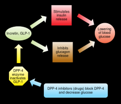 only 2 :


______________________


1-GLP : glucagon-like-peptide


 


2-GIP :gastric inhibitory peptide
