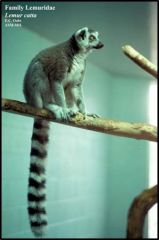 Order Primates - lemurs, monkeys and apes; 362 species