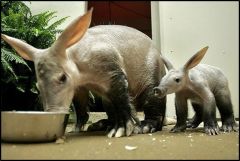-Solitary, shy, nocturnal burrowing animal native to Africa that feeds on ants and termites.


-aardvarks are 5 to 6 feet long, including a 2 foot long tail.  They weigh about 140 pounds. 