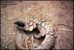 -scaly anteater or pangolin; 7 species