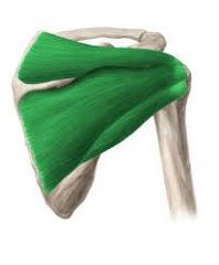 4 muscles of the rotator cuff (SITS)