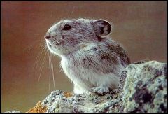 -Rabbits, pikas, and hares (84 species)
