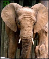 -African and Indian elephants


-African element is larger and taller and has larger ears than the Indian (Asian) elephant. 


-large head broad flat ears, thick skin with little hair


-boneless trunk transfers food and water to mouth


...