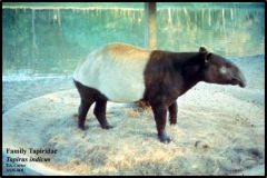 -horses, tapirs, and rhinos; 16 species
