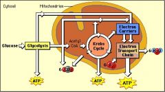 - Cell uses ATP for energy
