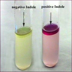 E. coli = positive


Indole is the reason for E. coli's glue smell


 


Reagents - Kovac's or Ehrlich's


primary ingredient = 10% para-dimethylaminobenzaldehyde
