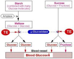 acts by inhibition of :


-polusaccharides


 


-disacchardides


breakdown to glucose so decreasing postprandial hyperglycemia