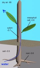 - Evaporation of water from plant leaves
- water moves towards more negative 
