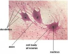 neuron, nucleus, soma (cell body), neuroglia (glial cells)
