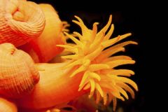 Ex: Coral, Sea Anemone