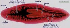 eyespot, auricle, gastrovascular cavity, pharynx