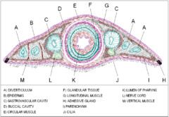 pharynx, pharyngeal cavity, gastrovascular cavity, cilia, epidermis, gastrodermis, mesenchyme