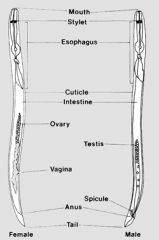 -cuticle, lateral line, intestine
-female: (longer, straighter) vagina, uterus, oviduct, ovary, genital pore
-male: (shorter, hooked end) seminal vesicle, vas deferens, testes