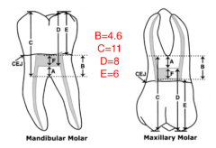 The pulp chamber ceiling was at
the level of the cementoenamel junction in maxillary, 98%, and mandibular, 97% of the specimens. 