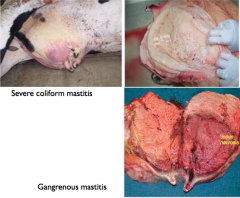 Organism that is ENVIRONMENTAL and infects cows through teat canal. May cause an ACUTE and often FATAL disease (most severe in NEWLY CALVED COWS (immunosuppressed))