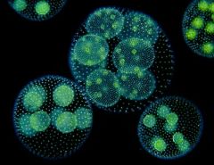 spherical colony of somatic cells cover the surface of a gelatinous ball; Somatic cells contain chloroplasts and a pair of flagella; protoplasmic strands occur between cells; daughter colonies occur inside large mother colony and contain asexual p...