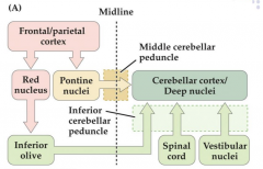 Cerebellar cortex and deep nuclei both receive input from the mossy fibers (from different areas) and the climbing fibers (inferior olive)
