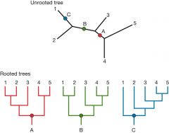 Uncertainty about which species came first. Draw phylogenetic trees to see how evolution would occur from each  root.