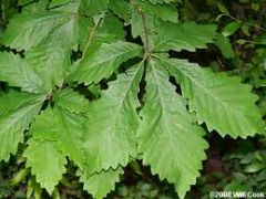 Swamp Chestnut Oak (FACW- Facultative Wetland species)