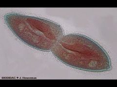 asexual form of reproduction; one cell pinches into two