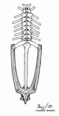 a long bone formed from fused vertebrae at the base of the vertebral column in some lower vertebrates, especially frogs and toads