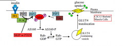AS160 is a Rab-GTPase required for insulin-induced GLUT4 translocation to the plasma membrane and 
glucose incorporation. 

AS160 phosphorylation by Akt is important in trafficking cells, including docking and fusion of GLUT4-containing vesicle...