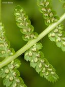 Athyrium filix-femina Common lady fern 


Family:


WOODSIACEAE  





Communities: 
Yellow Pine Forest, Red Fir Forest, Lodgepole Forest, Subalpine Forest, wetland-riparian

