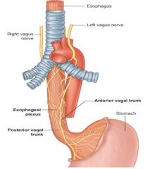 vagus nerves 

parasympathetic fibers of the esophageal plexus (also from vagus nerves)