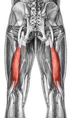 Biceps femoris(Hamstrings)