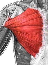 Pectoralis major(clavicular and sternal heads)
