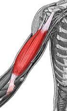 Biceps brachii(long and short heads)