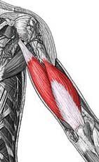 Triceps brachii(long, medial, and lateral heads)