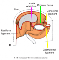 -develops from mesoderm of dorsal mesogastrium
-is divided into gastrosplenic (gastrolienal) & splenorenal (lienorenal)ligaments
-the spleen is intraperiotneal