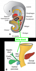 -begins as hepatic diverticulum/liver bud on the duodenum
-grows into the septum transversum
-remains connected to the duodenum via bile duct once fully developed