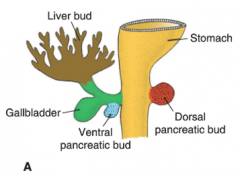 The gallblader & cystic duct develop from a small ventral outgrowth on the hepatic diverticulum/liver bud