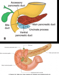 main pancreatic duct (of Wirsung):
-develops from distal dorsal pancreatic duct & entire ventral pancreatic duct
-opens at major duodenal papilla

accessory pancreatic duct (of Santorini):
-develops from proximal part of dorsal pancreatic duc...