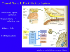 Cranial nerve I is completely sensory. It serves olfaction. The sensory receptors reside in the nasal epithelium. These cells send very fine axons (olfactory nerves or filae) through the cribriform plate to synapse in the olfactory bulb. Axons of ...