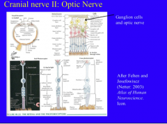 Cranial nerve II is the Optic Nerve. It is completely sensory - it transmits visual input to the brain. The receptors are located in the retina, at the rear of the eye. The optic nerve is made up of axons of retinal ganglion cells.