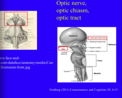 The optic nerves from each eye converge just outside the mesencephalon. At this point, about 50% of the fibers from each eye cross to the opposite side of the body at the optic chiasm (“cross”). Central to the chiasm, the fibers run as the opt...