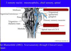 Identify the locations of the three sensory nuclei of trigeminal nerve: mesencephalic, chief sensory, and spinal.